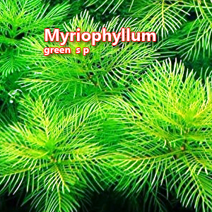 Myriophyllum green  sp